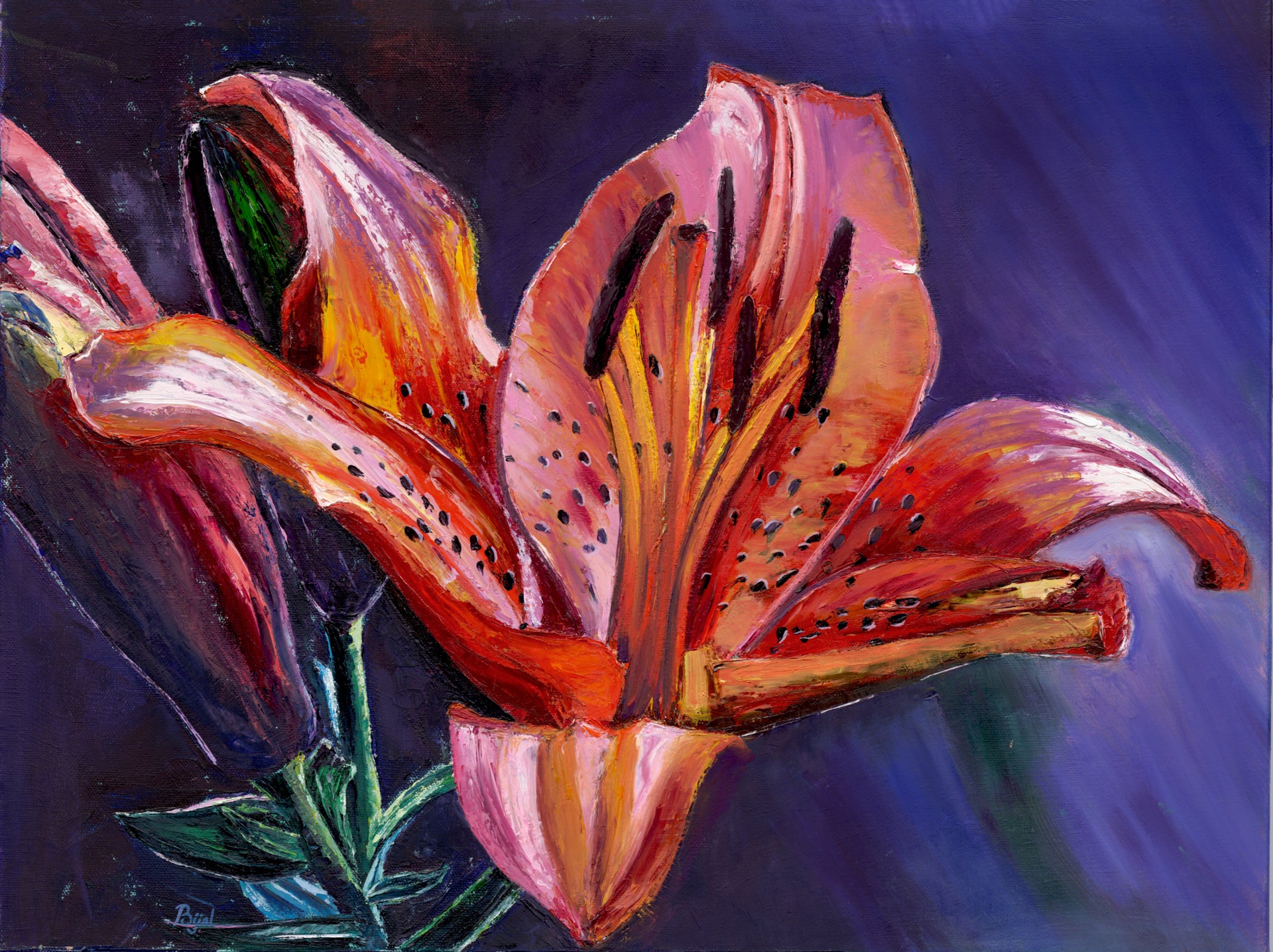 Eye of a tiger lily  BG Art Designs